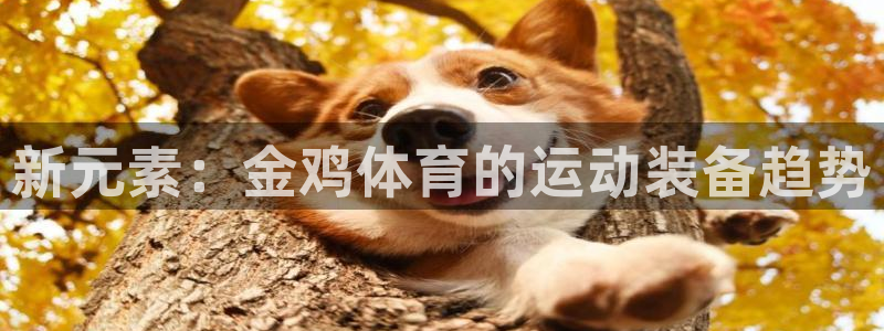 oety欧亿：新元素：金鸡体育的运动装备趋势